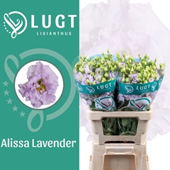 Eustoma Double Alissa Lavender 70cm
