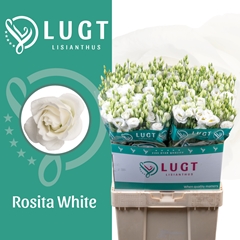 Eustoma Double Rosita White 70cm