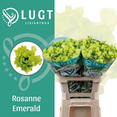 Eustoma Double Rosanne Emerald 70cm