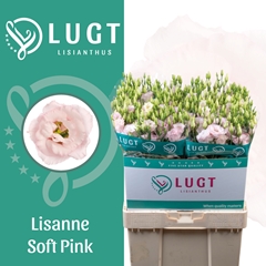 Eustoma Double Lisanne Soft Pink 70cm