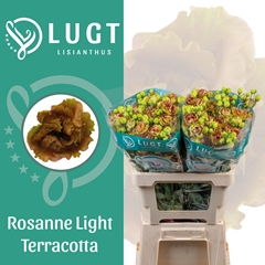 Eustoma Double Rosanne Light Terracotta 70cm