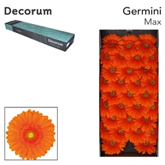Gerbera Mini Green Center Max 45cm 7cm Hd
