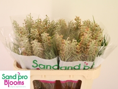 Grevillea Mixed 70cm