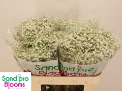 Gypsophila Paniculata Xlence 70cm 20gr.