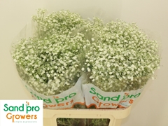 Gypsophila Paniculata Xlence 80cm 25gr.