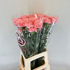 Dianthus Single April 65cm