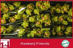 Cymbidium Apple Jack 60cm