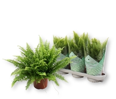 Nephrolepis Green Moment 17Ø 50cm