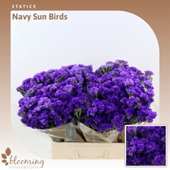 Limonium Sinuatum Navy Sun Birds 60cm 30gr.