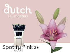 Lily La Spotify Pink 85cm 3+