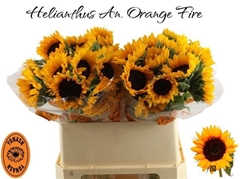 Helianthus Orange Fire 75cm