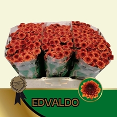 Chrysanth Santini Edvaldo 55cm 50gr.