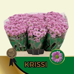 Chrysanth Santini Krissi 55cm 52gr.