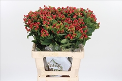 Hypericum Magical Triumph 60cm