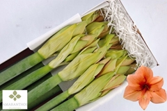 Hippeastrum Rilona 90cm