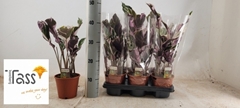 Calathea Fusion White 14Ø 40cm