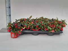 Gaultheria Verry Berry 10Ø 25cm