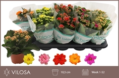 Kalanchoe Double Mix 10Ø 22cm