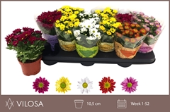 Chrysanth Swifty Mix 10Ø 18cm