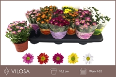 Chrysanth Swifty Mix 10Ø 18cm