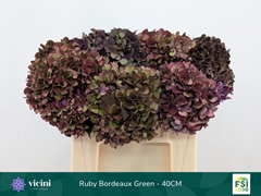 Hydrangea Rubyred 40cm 14-16cm Hd