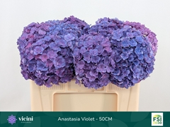 Hydrangea Royal Anastasia Blue 50cm 14-16cm Hd