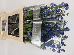Delphinium Double Delphi's Blue Emerald 90cm