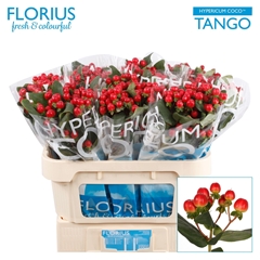 Hypericum Coco Tango 70cm