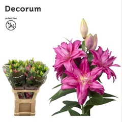 Lily Oriental Double Roselily Floretta 95cm 4+