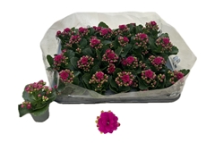 Kal Ge Rf Eliana 6Ø 12cm