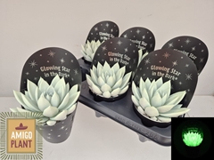 Echeveria Miranda 10Ø 13cm