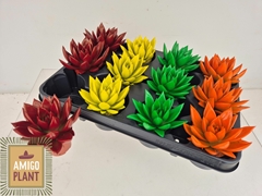 Echeveria Miranda 6Ø 9cm