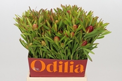 Leucadendron Ayoba Cherry Pearl 40cm Spray