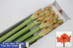 Hippeastrum Naranja 75cm