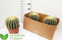 Echinocactus Grusoni 20Ø 25cm