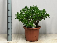 Crassula Ovata 30Ø 60cm
