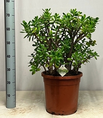 Crassula Ovata 32Ø 75cm