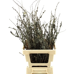 Larix Box 70cm