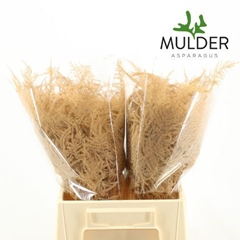 Asparagus Setaceus Painted Salmon 45cm