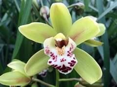 Cymbidium Mini Camelford 40cm