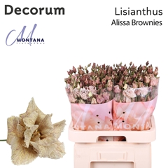 Eustoma Double Painted Alissa Brownies 70cm