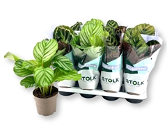Calathea Mixed 5 Varietys 14Ø 45cm