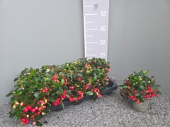 Gaultheria Big Berry 11Ø 18cm