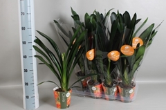 Clivia Miniata 13Ø 65cm