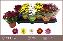 Chrysanth Swifty Mix 10Ø 18cm