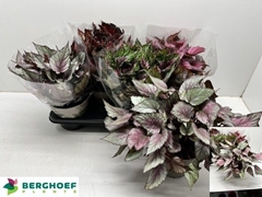 Begonia Leaf Beleaf Mix 17Ø 33cm