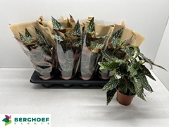 Begonia Foliage Maculata Spotlight Green 12Ø 30cm