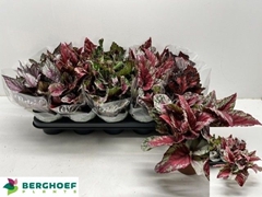 Begonia Leaf Beleaf Mix 12Ø 22cm