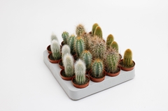 Cactus Mix 5Ø 10cm