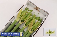 Hippeastrum Green Valley 75cm
